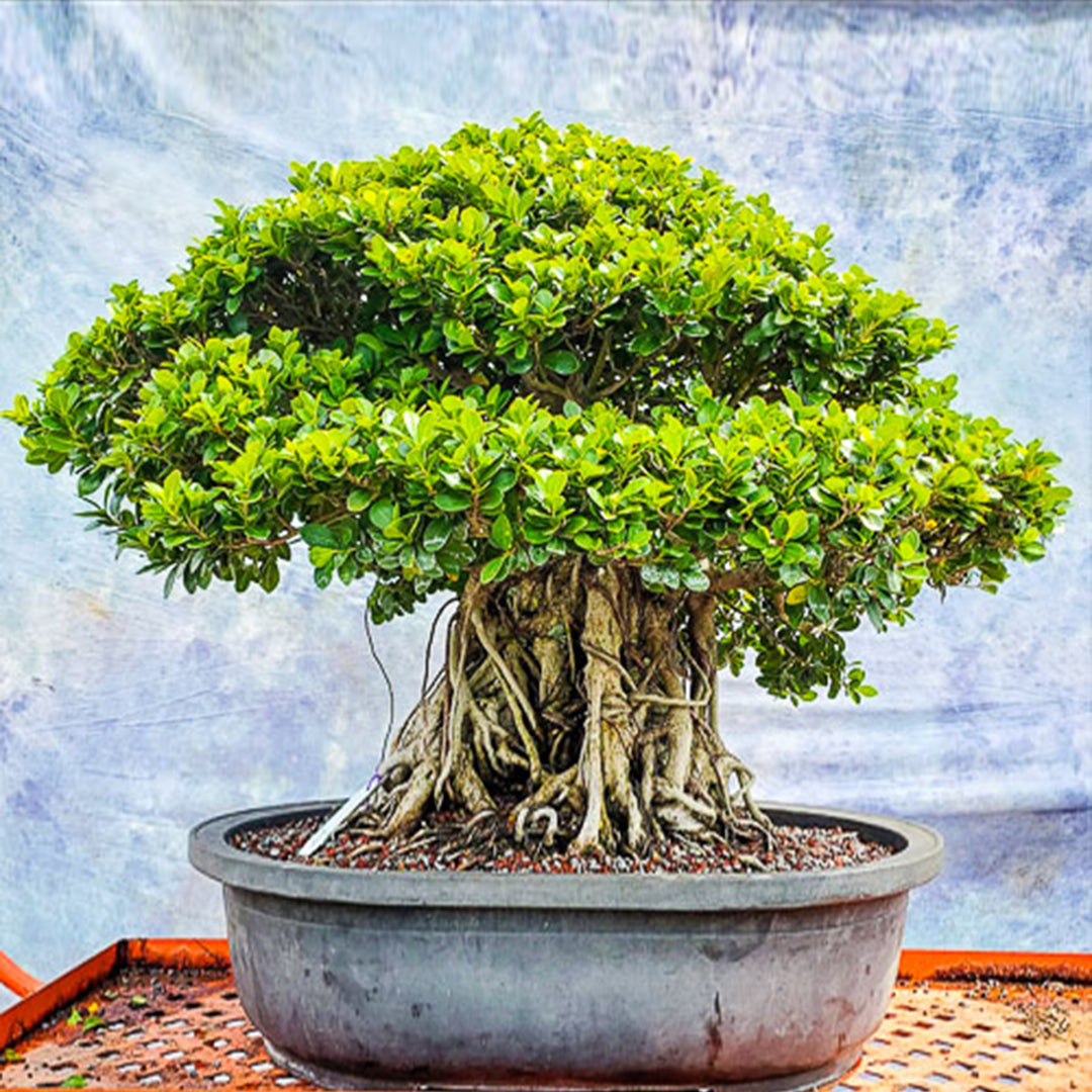 Bonsai, Terrarium, Aquaponics, Cactus, Succulent, Aquaponics, Fresh Flowers Combo Delivery Online Flowers, Cakes, Chocolate & More in Dubai UAE Indoor & Outdoor Plants, Artificial Flowers, plants & Trees, Moss wall, Green wall, Pets & Aquarium