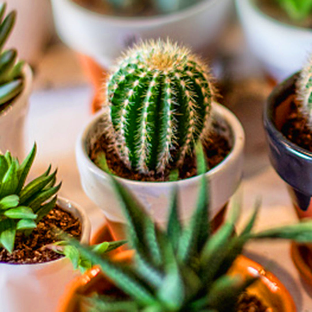 Cactus, Succulent, Terrarium, Hydroponics, Aquaponics, Bonsai, Fresh Flowers Combo Delivery Online Flowers, Cakes, Chocolate & More in Dubai UAE Indoor & Outdoor Plants, Artificial Flowers, plants & Trees, Moss wall, Green wall, Pets & Aquarium