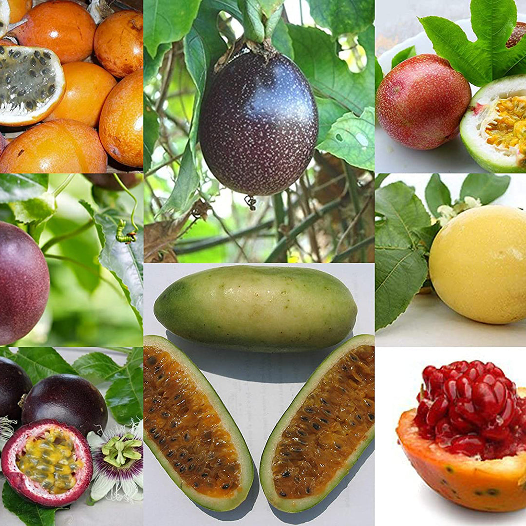 Fruit Seeds | Garden Tools in Dubai, UAE | Indoor & Outdoor Plants ...