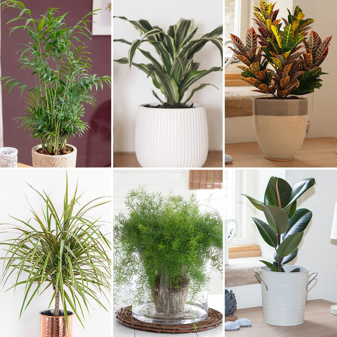 Indoor & Outdoor plants delivery in Dubai, UAE. Fresh Flowers Combo Delivery Online Flowers, Cakes, Chocolate & More in Dubai UAE Artificial Flowers, plants & Trees, succulent, Terrarium, Moss wall, Green wall, Pets & Aquarium