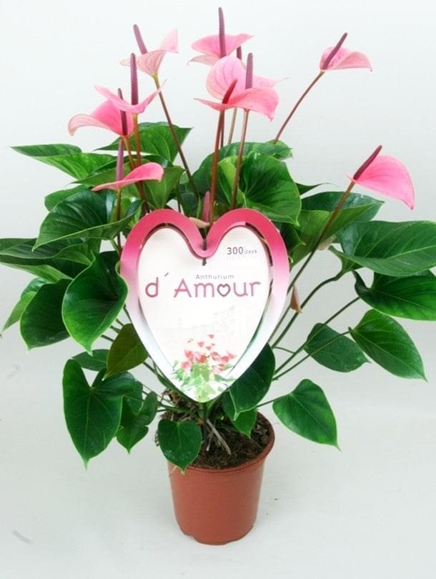 Anthurium - Summer Love