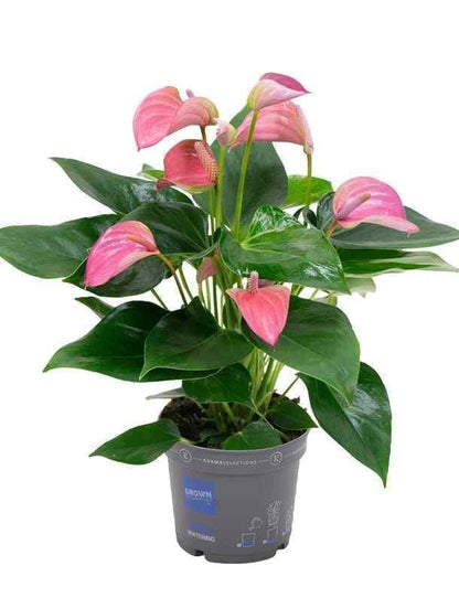 Anthurium andr joli