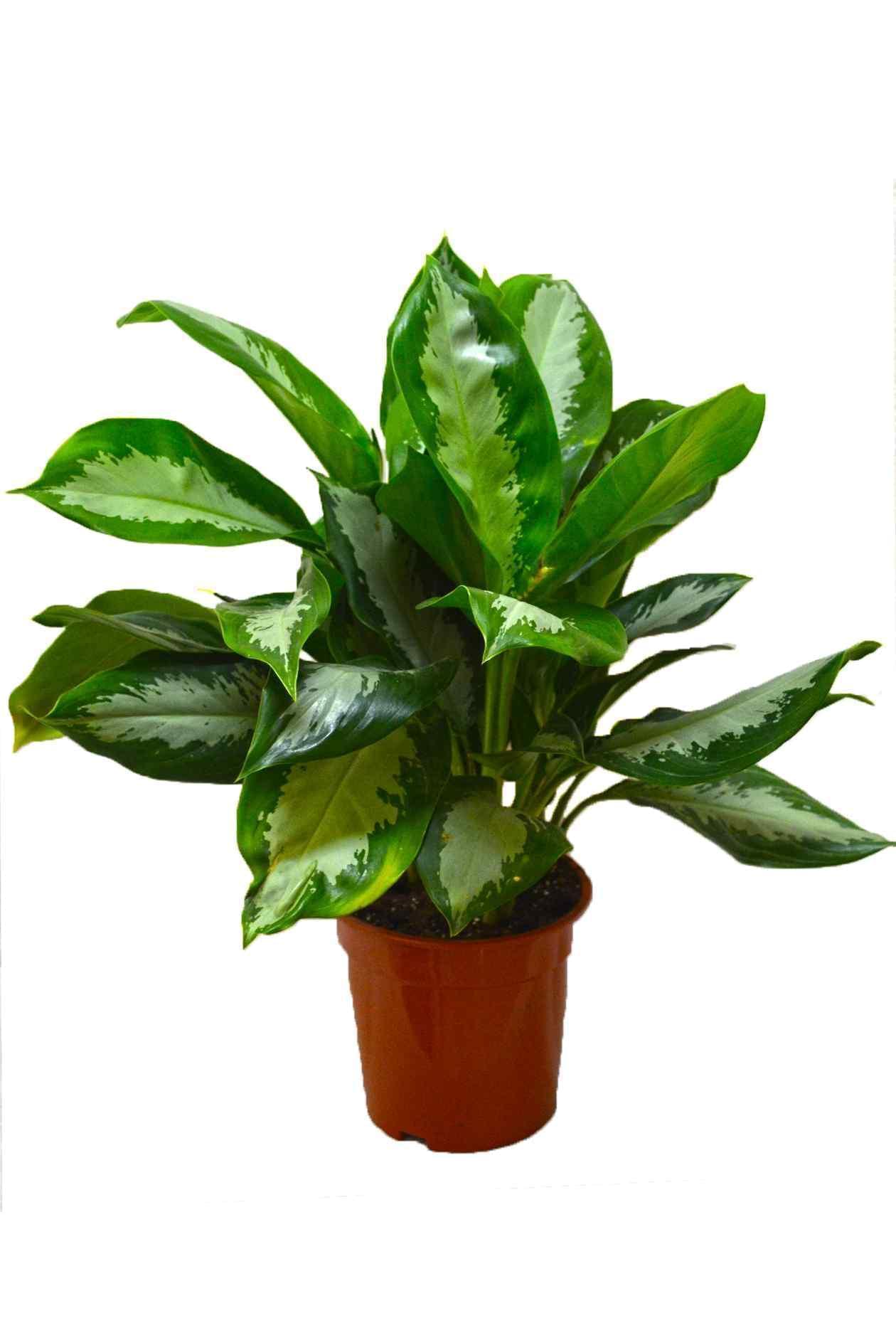 Aglaonema Pattaya