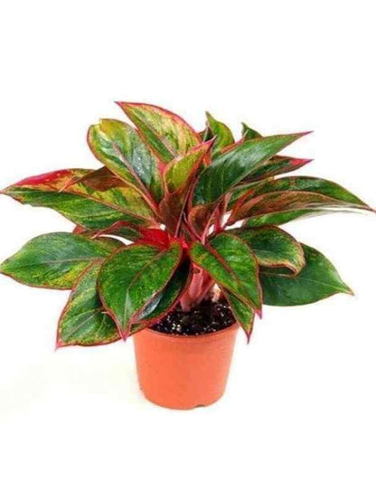 Aglaonema Red