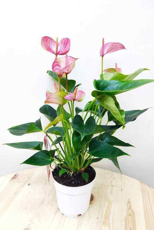 Anthurium - PINK WITH WHITE STRIPES