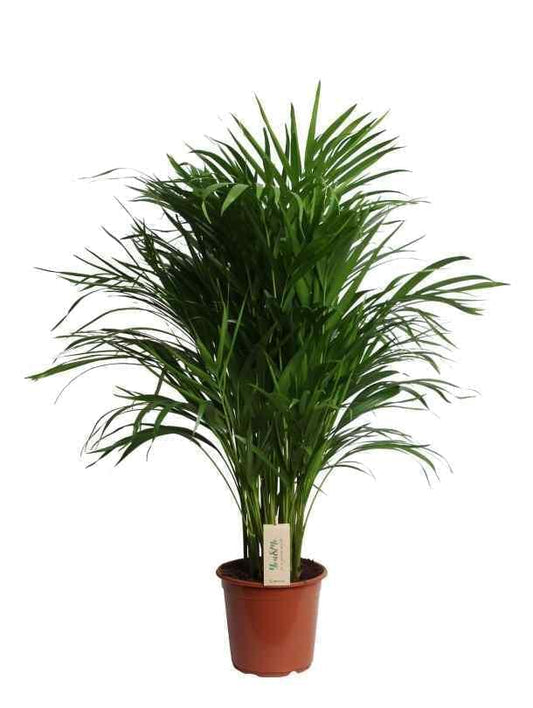 Areca Palm