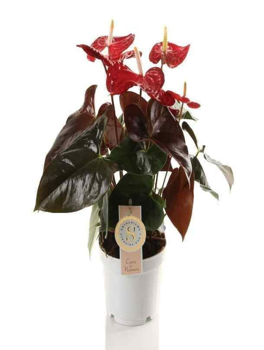 Anthurium - Coral Champion