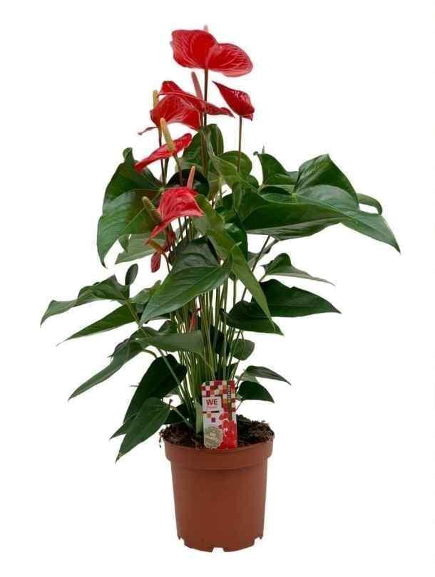 Anthurium - RED