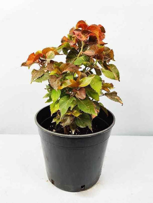 Acalypha Red