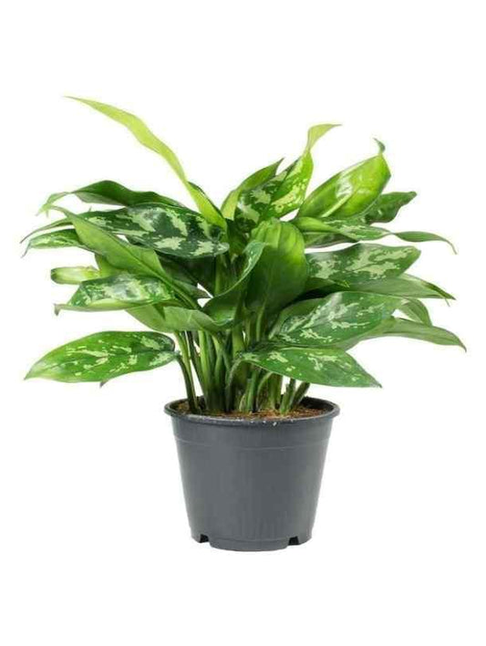 Aglaonema Maria