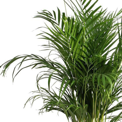 Areca palm Dypsis lutescens XL green