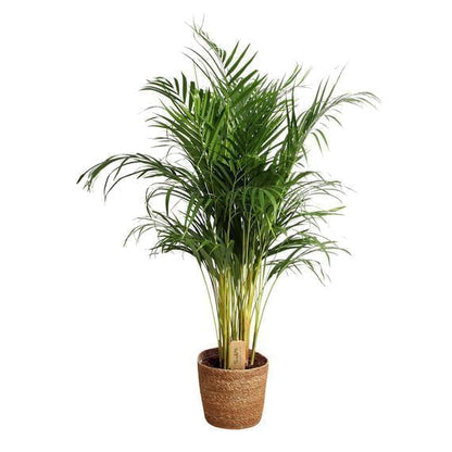 Areca palm Dypsis lutescens XL green