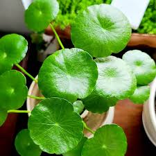 Close-up of Hydrocotyle vulgaris leaves with their vibrant green, rounded shape, resembling small coins, growing in a moist, shaded indoor environment.