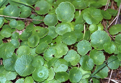 Hydrocotyle vulgaris, also called the money plant, placed in a well-ventilated room with medium lighting, highlighting its lush foliage.