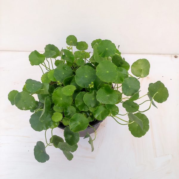 A marsh pennywort plant with its low-growing stems spreading across a moist indoor space, showcasing healthy, circular leaves.