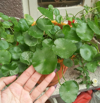 Hydrocotyle vulgaris, a creeping aquatic plant, thriving in a 7-inch pot with nutrient-rich soil and surrounded by indirect natural light.