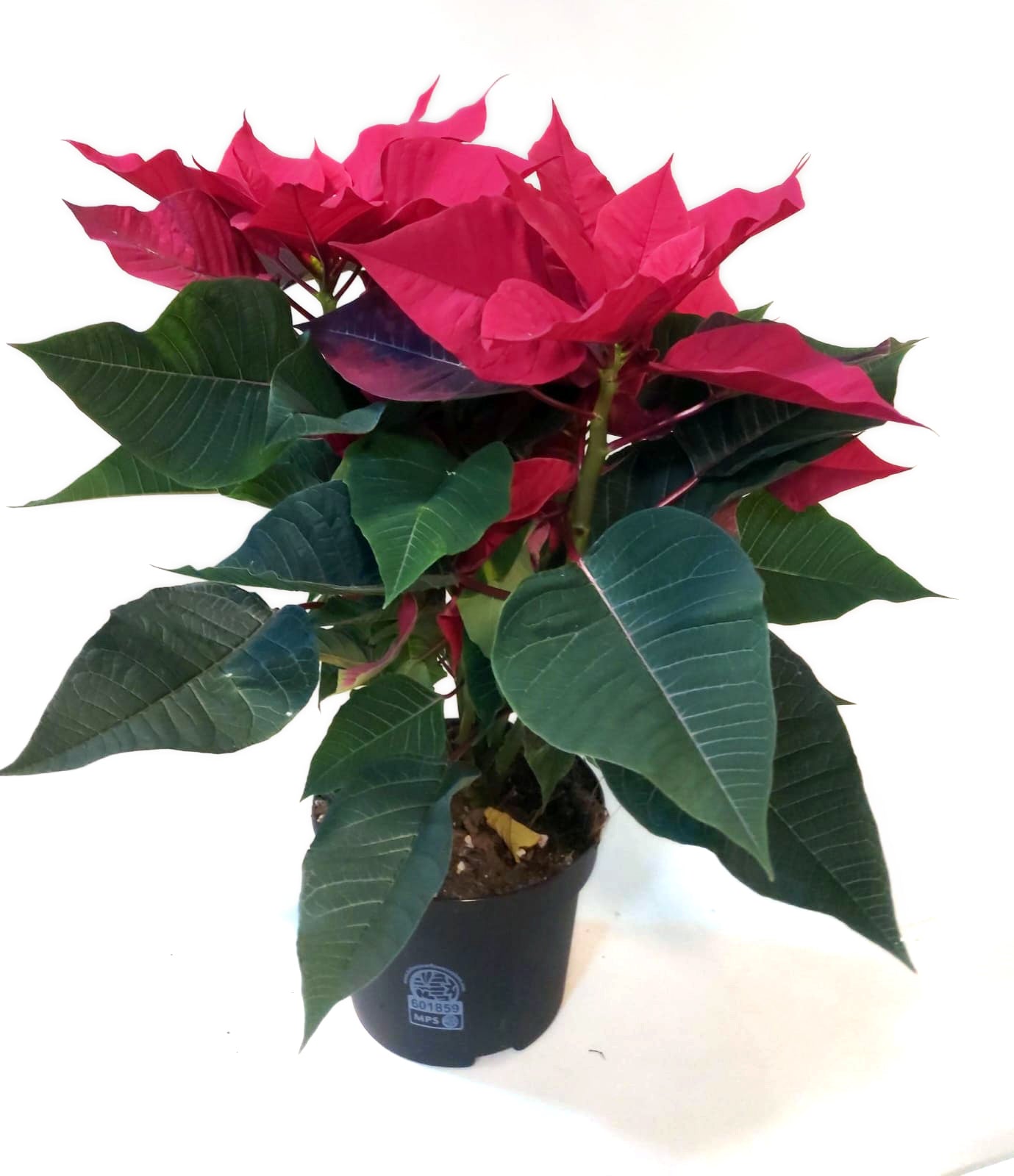 Poinsettia Plant (Red Color Plant) Euphorbia pulcherrima