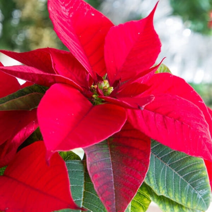 Poinsettia Plant (Red Color Plant) Euphorbia pulcherrima