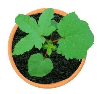 Ladies Finger (Okra) plant growing in a pot with lush green leaves, ideal for Dubai’s home gardens.