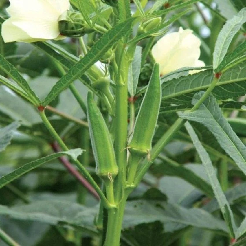 Healthy Ladies Finger plant with fresh okra pods ready to harvest, thriving in bright sunlight.