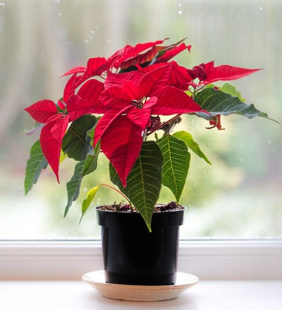 Poinsettia Plant (Red Color Plant) Euphorbia pulcherrima