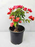 Bougainvillea - Orange