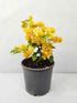 Bougainvillea - Yellow