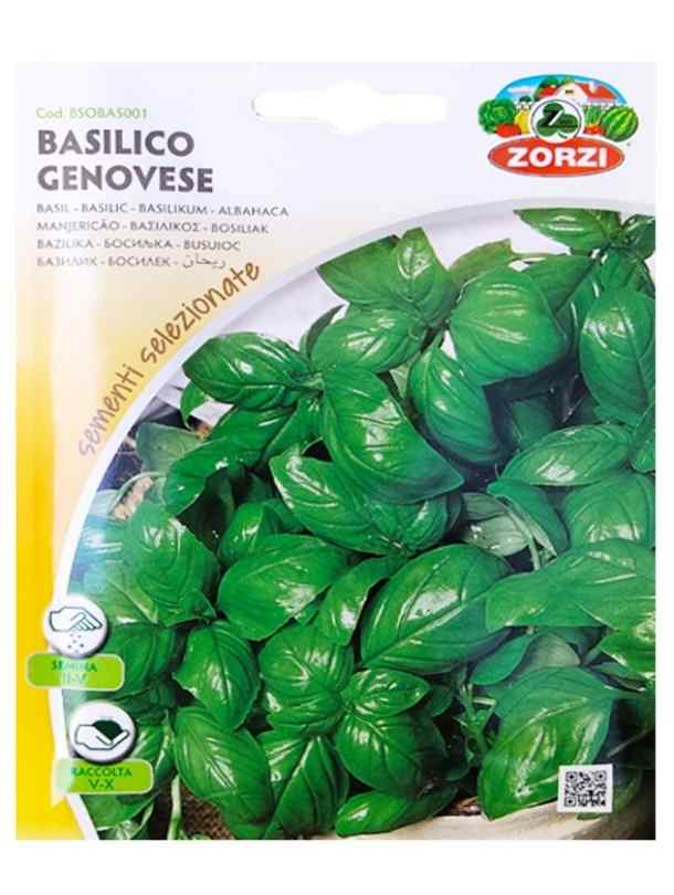 Basil seeds Indoor Outdoor Plants Flower Delivery in Dubai