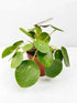 Pilea peperomioides