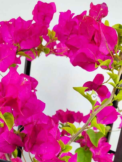 Fresh Flower Delivery in Dubai, UAE. Indoor & Outdoor Plants, Artificial Flowers, Plants & Trees, Succulent, Terrariums & Supplies, Gardening & Plantation, Moss wall, Green wall, Foliage Wall, Flowers for every occasion, Landscape Designing, Dry Flower, Coir Products, Plant Pots, Pets (Birds and Fishes) Aquarium, More.