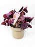 Oxalis triangularis