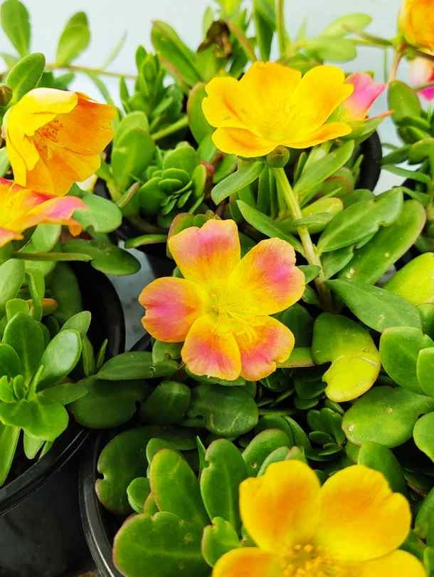 Portulaca plant shop