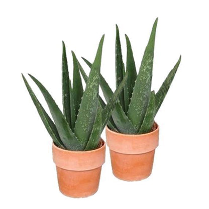 2x Succulent Aloë vera green including terracotta pots