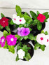 Vinca - Mix of 7