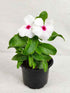 Vinca - Dotted White