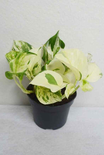  Fresh Flower Delivery in Dubai, UAE. Indoor & Outdoor Plants, Artificial Flowers, Plants & Trees, Succulent, Terrariums & Supplies, Gardening & Plantation, Moss wall, Green wall, Foliage Wall, Flowers for every occasion, Landscape Designing, Dry Flower, Coir Products, Plant Pots, Pets (Birds and Fishes) Aquarium, More.