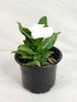 Vinca - White