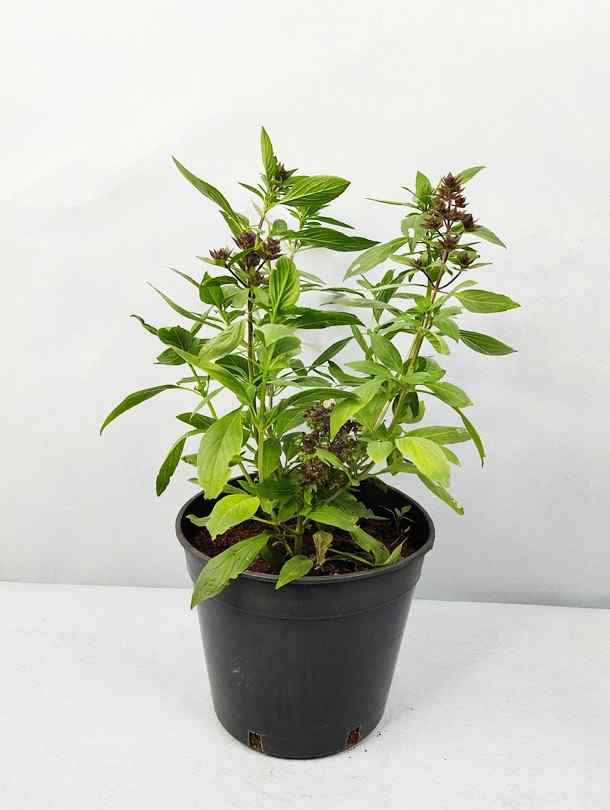 Persian Basil Rayhan Indoor Outdoor Plants Delivery in Dubai