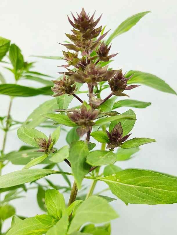 Persian Basil Rayhan Indoor Outdoor Plants Delivery in Dubai