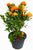 Fresh Flower Delivery in Dubai, UAE. Indoor & Outdoor Plants, Artificial Flowers, Plants & Trees, Succulent, Terrarium & Supplies, Gardening & Plantation, Moss wall, Green wall, Foliage Wall, Flowers for every occasion, Landscape Designing, Dry Flower, Coir Products, Plant Pots, Pets (Birds and Fishes) Aquarium, More..