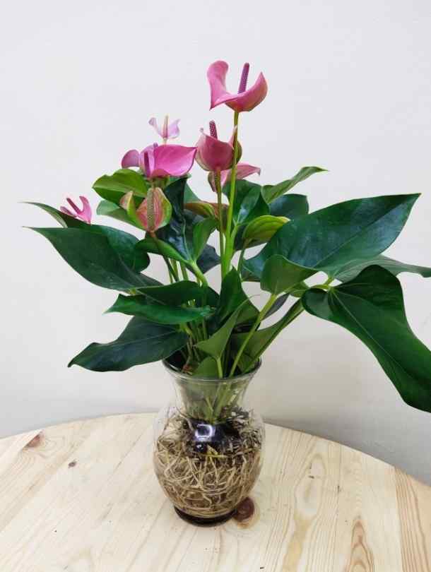 Fresh Flower Delivery in Dubai, UAE. Indoor & Outdoor Plants, Artificial Flowers, Plants & Trees, Succulent, Terrarium & Supplies, Gardening & Plantation, Moss wall, Green wall, Foliage Wall, Flowers for every occasion, Landscape Designing, Dry Flower, Coir Products, Plant Pots, Pets (Birds and Fishes) Aquarium, More..