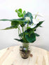 Hydro Anthurium - White