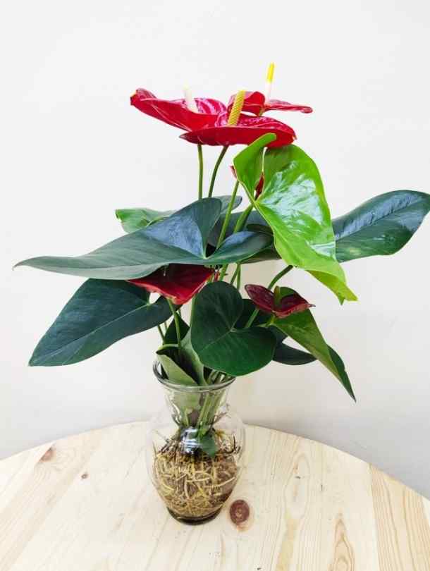 Hydro Anthurium - Red | Indoor & Outdoor Plants Delivery in Dubai, UAE ...