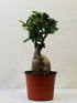 Ficus Bonsai