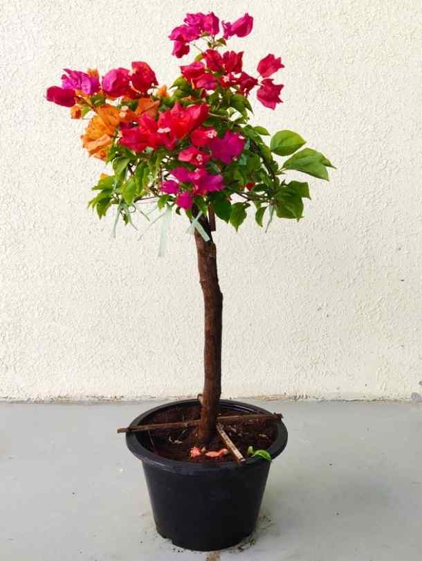 Bougainvillea Single Head | Indoor & Outdoor Plants Delivery Dubai,UAE ...