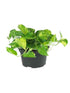 Money Plant - Epipremnum aureum