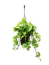 Money Plant - Hanging