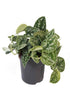 Satin Pothos