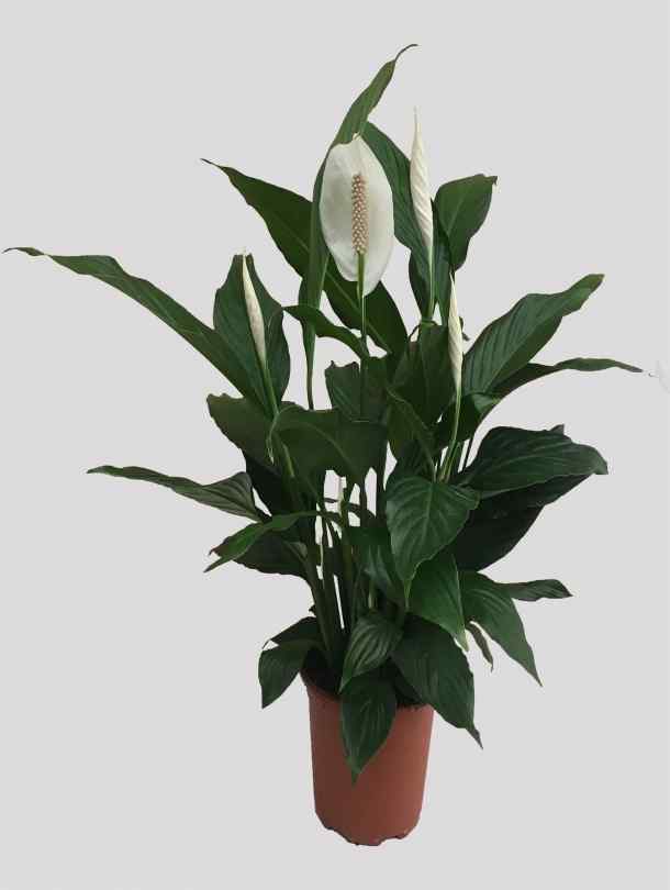 Fresh Flower Delivery in Dubai, UAE. Indoor & Outdoor Plants, Artificial Flowers, Plants & Trees, Succulent, Terrarium & Supplies, Gardening & Plantation, Moss wall, Green wall, Foliage Wall, Flowers for every occasion, Landscape Designing, Dry Flower, Coir Products, Plant Pots, Pets (Birds and Fishes) Aquarium, More..