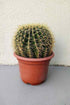 Cactus Ball Shape